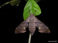 Daphnusa ocellaris