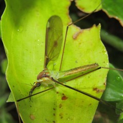 Leptotarsus albistigma