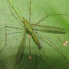 Leptotarsus holochlorus