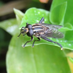 Orthoprosopa bilineata