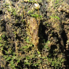 Amphineurus hudsoni