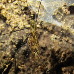 Discobola tessellata