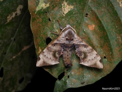 Daphnusa ocellaris