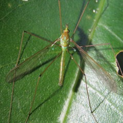 Leptotarsus holochlorus