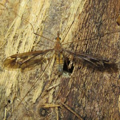 Leptotarsus huttoni
