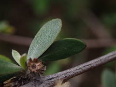 Olearia fimbriata