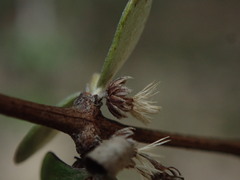 Olearia fimbriata