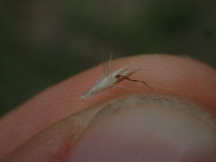 Rytidosperma unarede