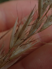 Rytidosperma unarede