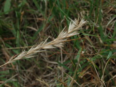 Rytidosperma unarede