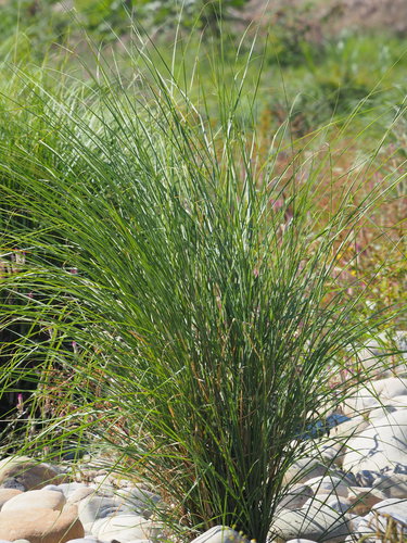 Saccharum spontaneum