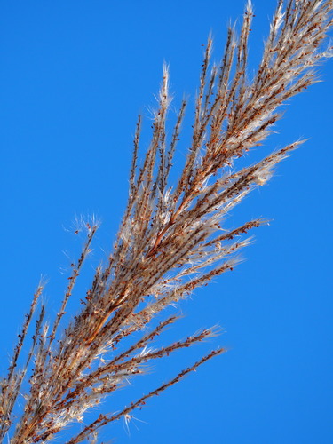 Saccharum spontaneum