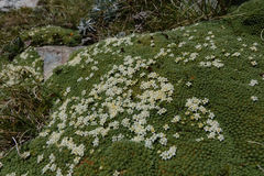 Kelleria croizatii