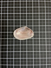 Praetextellina praetexta