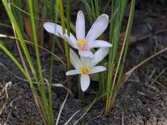 Colchicum umbrosum
