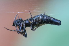 Cyclosa bifida