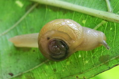 Helicarion perfragilis