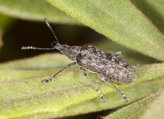 Pachyura australis