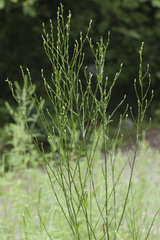 Symphyotrichum graminifolium