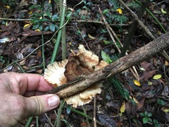 Cymatoderma dendriticum