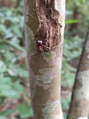 Polyrhachis bihamata
