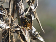 Callicera aurata