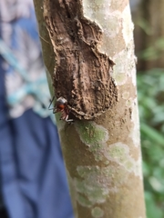 Polyrhachis bihamata