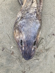 Conger verreauxi