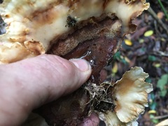 Cymatoderma dendriticum