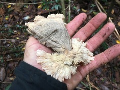 Cymatoderma dendriticum