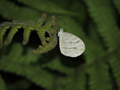 Leptosia nina niobe