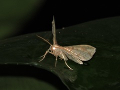 Thyridoidea
