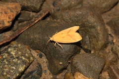 Notata parva