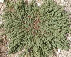 Euphorbia stictospora