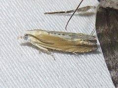 Eucosma kiscana