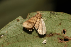 Bertula kosemponica
