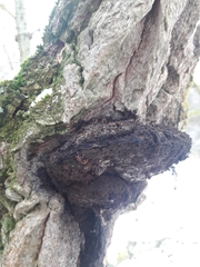 Inonotus cuticularis