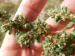 Euphorbia stictospora