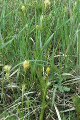 Carex michelii