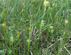 Carex michelii