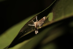 Eugauria albidentata