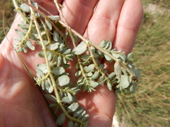 Euphorbia stictospora