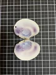 Sunetta menstrualis