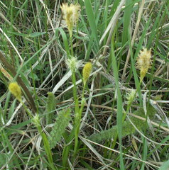 Carex michelii