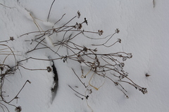 Ziziphora clinopodioides