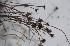 Ziziphora clinopodioides