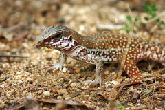 Aspidoscelis maximus