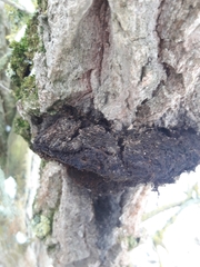 Inonotus cuticularis