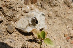 Geocoris pallidipennis