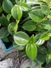 Peperomia